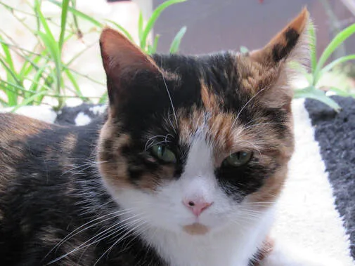 Picture